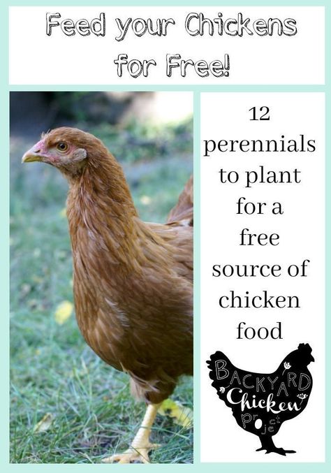 Chicken Feed Recipe, Homemade Chicken Feed, Plants For Chickens, Feed Chickens, Homestead Chickens, Backyard Chicken Farming, Feed Aesthetic, Chicken Eating, Raising Backyard Chickens