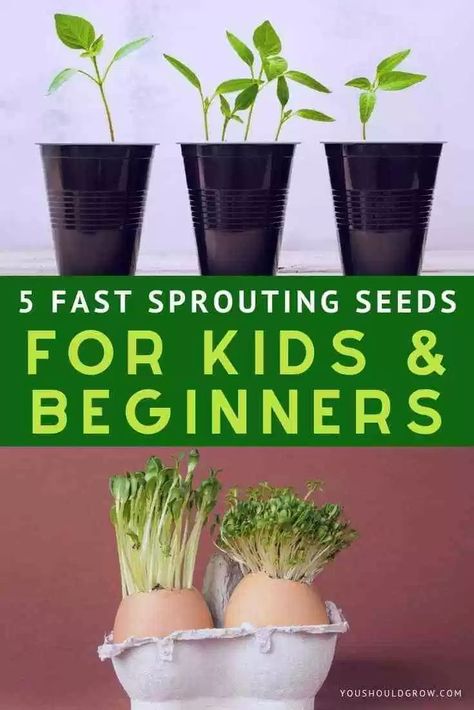 Looking for fast sprouting seeds for kids (or just because you're impatient)? Here are 5 super fast and easy to grow vegetables that will entertain and delight gardeners both young and old. Gardening With Kids, Seed Planting For Kids, Seeds For Kids, Growing Lettuce Indoors, Save Seeds, Planting For Kids, Seed Starting Mix, Growing Lettuce, Easy Vegetables To Grow