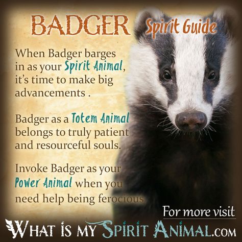 In-depth Badger Symbolism & Badger Meanings! Badger as a Spirit, Totem, & Power Animal. Plus, Badger in Celtic & Native American Symbols & Badger Dreams! Badger Animal, Animal Totem Spirit Guides, Spiritual Signs, Native American Zodiac, Symbolism Meaning, Spiritual Aesthetic, Spirit Animal Meaning, Native American Totem, Animal Meanings