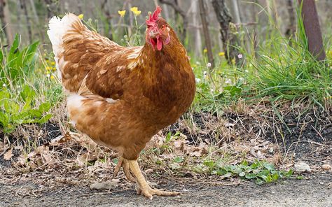 Cinnamon Queen Chickens Eggs, Calico Princess Chicken, Cinnamon Queen Chickens, Cinnamon Queen Chicken, Cinnamon Queen, Cinnamon Chicken, Chicken Names, Chicken Care, Day Old Chicks