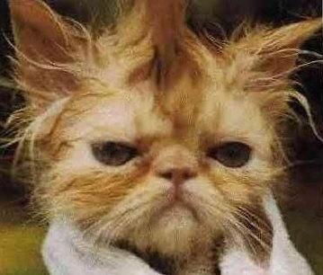 This cat with a bad case of towel hair.| 18 Cute Animals Having A Worse Hair Day Than You Funny Animal Pictures, Good Morning Funny Pictures, She Wolf, Wet Cat, Humor Grafico, Good Morning Picture, Cat Behavior, Morning Pictures, Funny Cat Pictures
