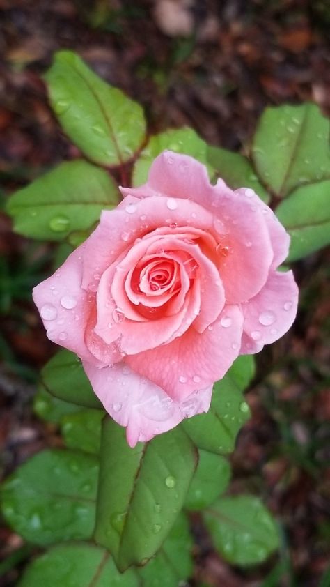 Pink Roses, Contact Pictures, Raindrops On Roses, Rose Flower Pictures, Rain Drops, Flower Pictures, Free Music, Rose Flower, Flower Painting