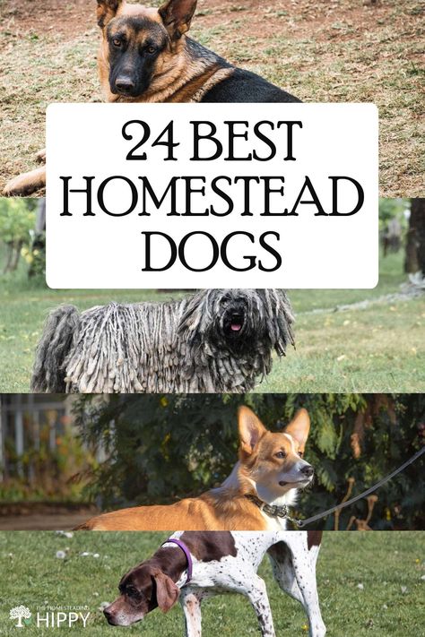 You need the right dog for the right homesteading and farming activities. Here are two dozen breeds to choose from. #homesteading #dogs Working Dogs Farm, Farm Dogs Breeds, Livestock Guardian Dog Breeds, Farming Activities, Best Farm Dogs, Herding Dogs Breeds, Homesteading Animals, Protective Dogs, Purposeful Life