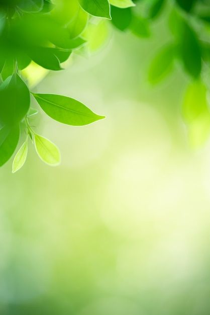 Nature, Planting Background, Green Background Wedding, Floral Background Green, Green Plants Background, Green Garden Background, Leaf Pic, Green Plant Background, Green Nature Background