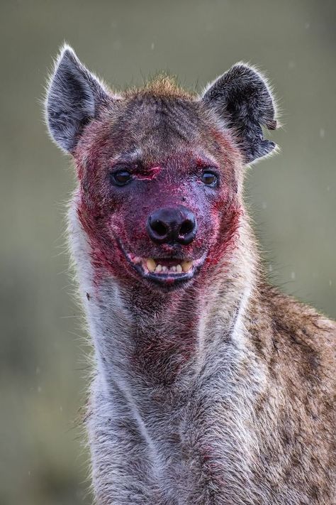 Spotted Hyena (Crocuta crocuta) / Hyène tachetée / Image by kd_wildlife (Kunal D Shah) from instagram Hyenas Drawing, Hyena Eating, Laughing Hyena, Spotted Hyena, Photo Animaliere, African Wild Dog, Pretty Animals, Wild Dogs, Cute Wild Animals