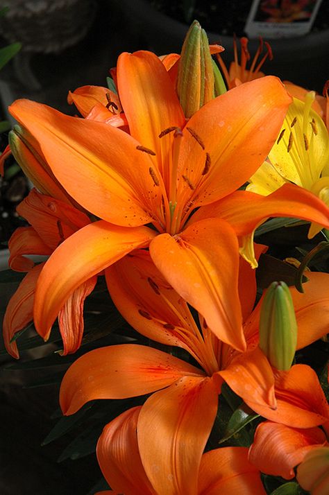 Orange Lillies Flowers, Lily Flower Orange, Lillie Flower, Lily Asiatic, Lilies Aesthetic, Lillys Flowers, Delilah Flower, Orange Lillies, Lillies Flowers