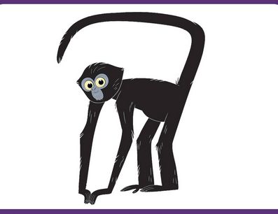 Black-Headed Spider Monkey Spider Monkey Illustration, Spider Monkey Drawing, Fursona Moodboard, Monkey Outline, Monkey Pics, North American Beaver, Pygmy Marmoset, Blue Wildebeest, Monkey Drawing