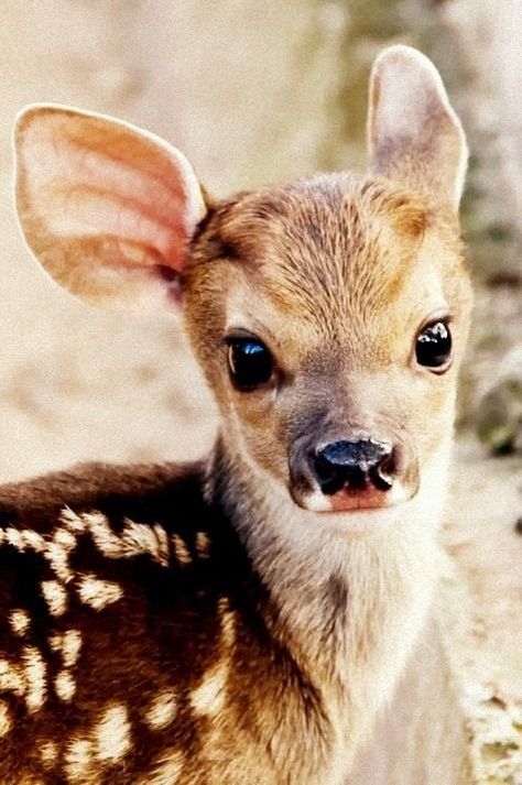 Deer Pictures, Photos, and Images for Facebook, Tumblr, Pinterest, and Twitter Worlds Cutest Animals, Regnul Animal, Söt Katt, Cele Mai Drăguțe Animale, Psy I Szczenięta, Baby Animals Pictures, Baby Animals Funny, Baby Deer, Cute Animal Pictures