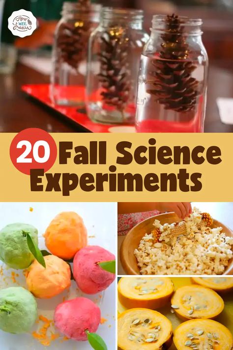 Fall Science Experiments For Kids, November Stem Activities, Science Activities Preschool, Fall Science Experiments, Pumpkin Science Experiment, Fall Science Activities, Fall Stem Activities, Pumpkin Science, Fall Science