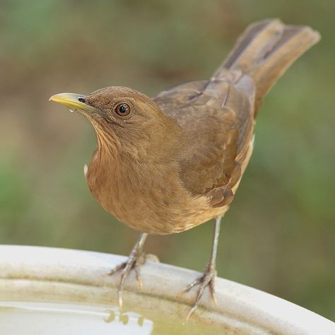 Clay-colored thrush (Turdus grayi) or Yigüirro in Spanish - 1 of 3 National Animals of Costa Rica Isla Del Coco, Birdwatching, Costa Rica Flag, Spanish School, Deer Species, Cocos Island, Oaxaca City, Butterfly Species, National Animal