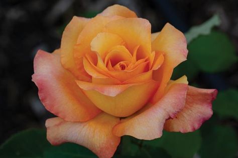 Nature, Old Fashioned Roses, Tea Roses Garden, Rose Nails Art, Hybrid Roses, Hybrid Tea Roses Garden, Heirloom Flowers, Hybrid Tea Roses Care, English Tea Roses