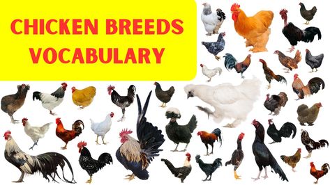 Chicken Breed Names in English with Pictures│Common Chicken Breeds Vocabulary│Fancy Hen Names @EnglishVocabulary101 Learn different chicken breeds names in English with pictures and illustrations in a detailed video. You will also get to know American and Pakistani chicken names, hens, and fancy chicken breeds for beginners. #chickenbreednamesinenglishwithpictures #chickenbreedsvocabulary #chickenbreed #chickenbreedvideos #chickennames #fancychicken #hens #hennamesinenglish Vocabulary, Chicken, Chicken Names Hens, Hen Names, Chicken Names, Fancy Chickens, Chicken Breeds, Hen, Illustrations