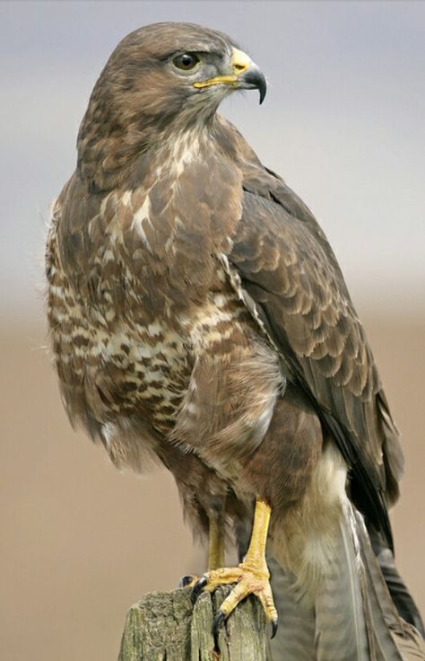 European Buzzard Buzzard, Falco Pellegrino, Common Buzzard, Raptors Bird, Golden Eagles, British Wildlife, Kinds Of Birds, Haiwan Peliharaan, Bird Pictures