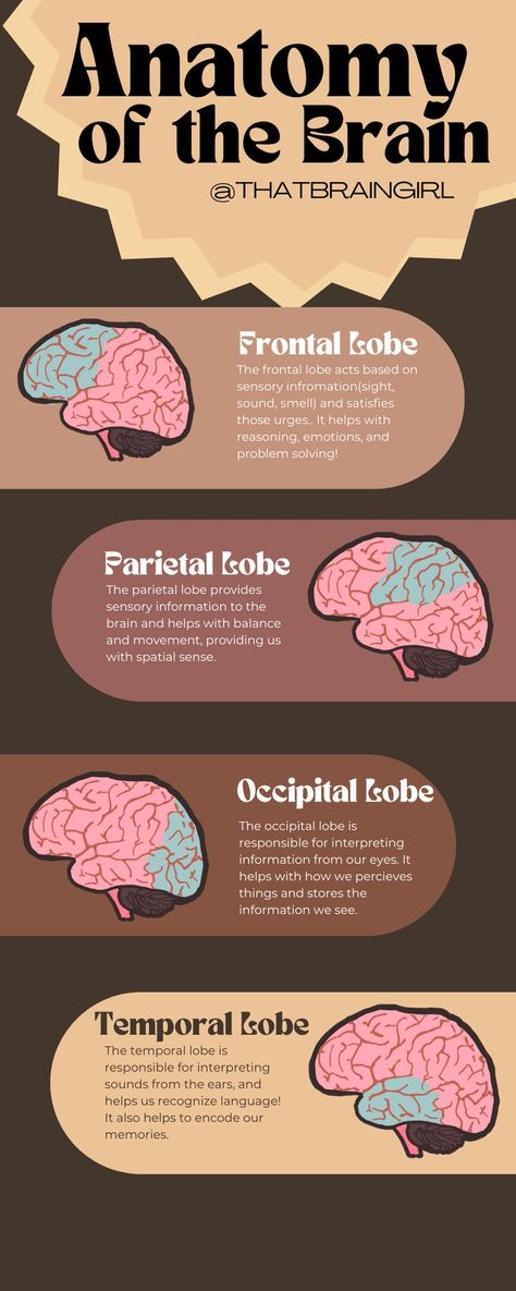 anatomy of the brain basic teacher use poster Illustrations Aesthetic, Anatomy Of The Brain, Parietal Lobe, Brain Anatomy And Function, Aesthetic Classroom, Teacher Poster, Brain Poster, Learn Biology, Healthy Apple Crumble