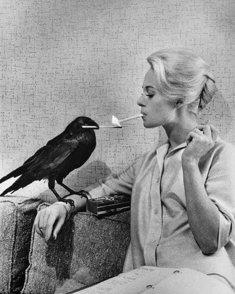 The Birds by Alfred Hitchcock 👈🏻 Tippi Hedren, Alfred Hitchcock, The Birds, Birds