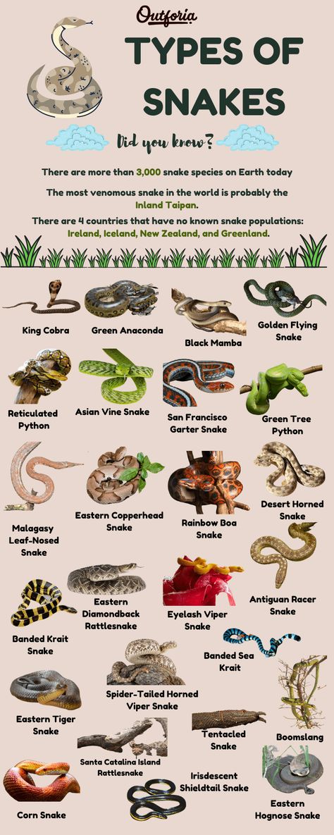 Different Types Of Snakes, Snakes Photos, Names For Snakes, Pet Snake Names, Pet Snakes For Beginners, Snake Types, Taipan Snake, Facts About Snakes, Reptile Facts