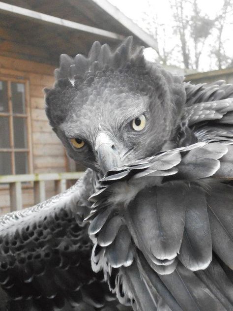 Handler teilt ihre erstaunliche Bilder mit Raubvögeln Martial Eagle, Raptor Bird, Raptor Bird Of Prey, Harpy Eagle, Bird Of Prey, Animale Rare, All Birds, Birds Of Prey, Animal Memes