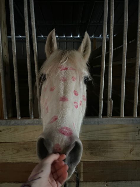 Horse Girl Aesthetic, Horsey Life, Horse Riding Aesthetic, Cai Sălbatici, Equestrian Aesthetic, Cute Horse Pictures, Rasy Koni, Funny Horses, Horse Aesthetic