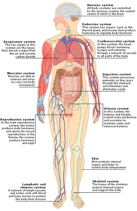 Human Body Organ System, Body Systems Project, Human Body Diagram, Mastectomy Surgery, Human Body Structure, Human Body Projects, All Body Systems, Anatomy Organs, Human Digestive System