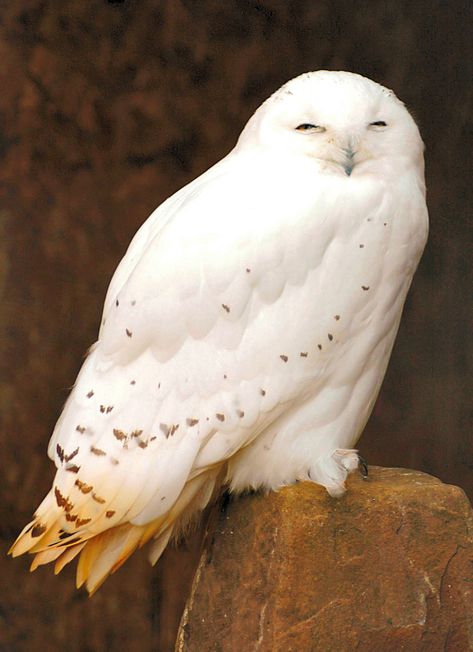 Bird Tattoos, Snowy Owls, Albino Animals, Owl Tattoo Design, Owl Photos, Owl Pictures, Beautiful Owl, White Owl, Bird Wallpaper