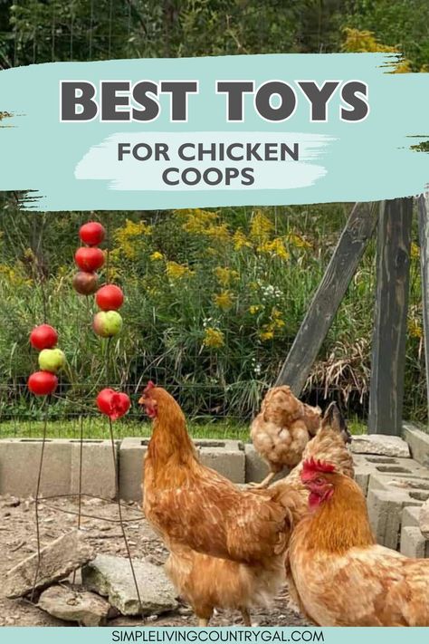 Discover the secret to a happy, healthy flock with these chicken toys! These ideas will turn your coop into a playground, with DIY options to must-have buys. Keep your flock happy and healthy with these chicken toys. There are several DIY and store bought options that can stimulate your feathered friends' natural behaviors. Coop Roost Ideas, Natural Chicken Coop, Chicken Coop Roost Ideas, Chicken Coop Roost, Diy Chicken Toys, Chicken Roost Ideas, Chicken Perches, Chicken Pecking, Chicken Swing