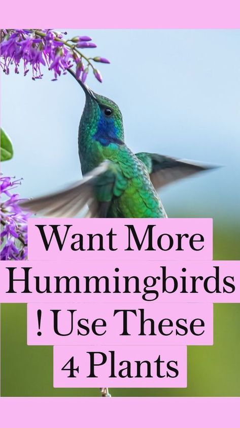 Nature, Hummingbird Habitat, Common Flowers, Attracting Hummingbirds, Backyard Birds Sanctuary, Flowers That Attract Hummingbirds, Plants That Attract Butterflies, Hummingbird Food, Hummingbird Nectar