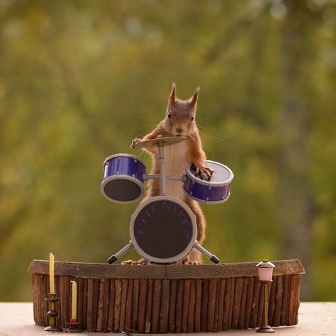 It's the Red Hot Squirrelly Peppers! Photographer's hilarious snaps of rodents playing instruments in woodland stadium - Mirror Online Humour, Animals Playing Instruments, Funny Squirrel Pictures, Animals Playing, Squirrel Pictures, Hilarious Pics, Forest Home, Squirrel Funny, Easy Love Drawings