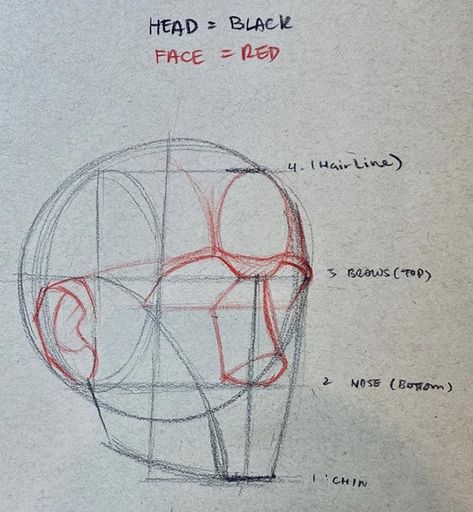 Head Raised Reference, Basic Head Sketch, 3 4 Face Drawing, Head Studies Art Reference, Face Drawing Method, How To Draw Head Front View, Head Types Drawing, Side Profile Guidelines, Loomis Method Head Front View