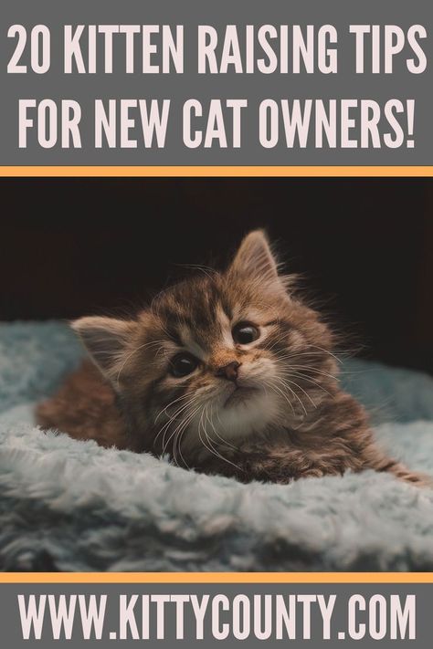 first-time kitten owner tips How To Care For Kittens Tips, Tips For New Kitten Owners, Kitten Organization Ideas, How To Train A Kitten Cat Behavior, Kittens Care Tips, Kitten Needs List, How To Train A Kitten To Use Litter, How To Look After A Kitten, Cats For Beginners