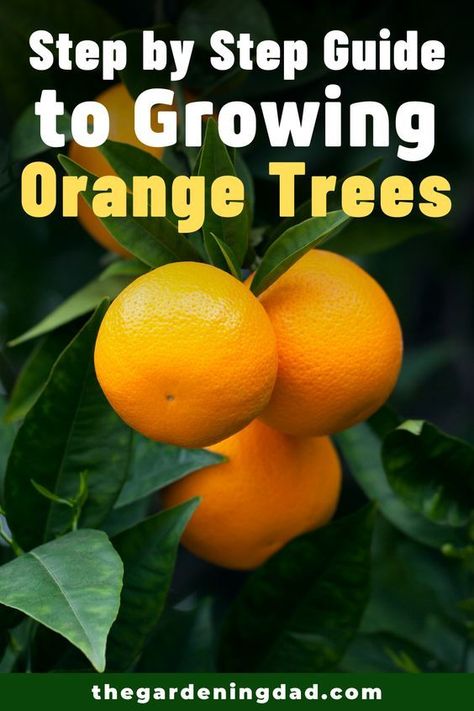 Growing Oranges, Growing Citrus, Growing Tomatoes From Seed, Nut Trees, Citrus Plant, Tomato Farming, Gardening Guide, Orange Trees, Florida Gardening