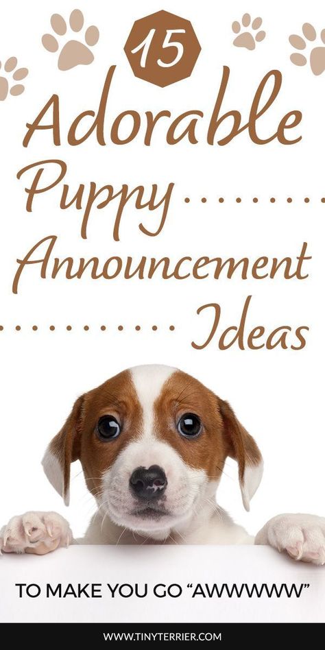 15 Adorable Puppy Announcement Ideas to Make You Go "Awwwww".  Announce your new puppy to your friends and family with these fun puppy announcement ideas. From funny photos to cute themed announcements, here's how to tell the world that you are getting a new puppy or getting a new dog. #newdog #puppy #dog #puppyannouncement #dogannouncement Dog Announcement Puppies, Dog Announcement Photos, Getting A Dog Announcement, Dog Having Puppies Announcement, New Puppy Gift Ideas, New Dog Mom, Funny Puppy Quotes, New Puppy Announcement Funny, Dog Announcement Adoption