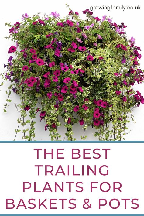 Best Trailing Plants, Wall Hangings Ideas, Hanging Planters Outdoor, Plants Holder, Hanging Plants Outdoor, Trailing Flowers, Porch Plants, Potted Plants Outdoor, Easy Gardening