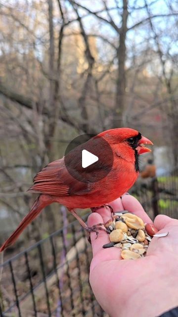 Dani on Instagram: "Scenes from a Marriage   Ralph's mate Regina arrives as he is eating, and he stops to feed her. They engage in this ritual even though there is food on my hand for her.  #cardinals #northerncardinals #redbird #birdlovers #cardinalsofinstagram #birds_adored #naturelovers #urbanwildlife #handfeedingbirds #birdfeeder #newyorkcity" Love Birds Pet, Pictures Of Birds, Funny Bird Pictures, Scenes From A Marriage, Bird Gif, Animals Amazing, Most Beautiful Birds, Cardinal Birds, Funny Birds