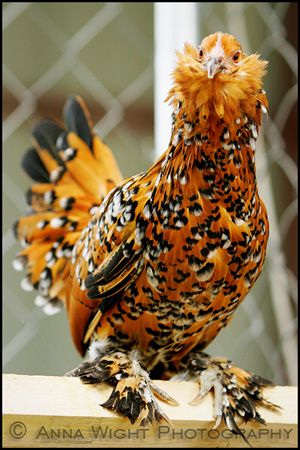 AnnaWightKR7I8873web300- This is a bantam d'Uccle Mille Fleur. D'Uccle bantams have many colours- Mille Fleur is one type Bantam Chickens, Fancy Chickens, Cele Mai Drăguțe Animale, Beautiful Chickens, Chickens And Roosters, Terraria, Chicken Breeds, Haiwan Peliharaan, Pet Chickens