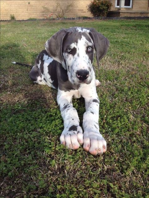 35+ Things Great Danes Don’t Like Great Danes, Harlequin Great Dane, Dane Puppies, Psy I Szczenięta, Great Dane Puppy, Dane Dog, Great Dane Dogs, Labrador Retriever Puppies, Small Kids