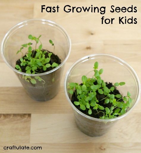 Fast Growing Seeds for Kids - these ideas help prevent kids losing interest while waiting for seeds to grow! Nature, Planting Seeds With Preschoolers, Planting In Classroom, Growing Plants In Classroom, Kids Planting Seeds, Kids Seed Planting Activity, Easy Seeds To Grow With Kids, Planting Projects For Preschool, Classroom Planting Seeds