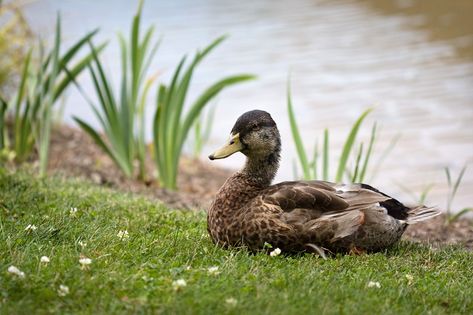 sitting duck | taryntella2 | Flickr Animals, Photography, Duck Sitting, Sitting Duck, Beautiful Flowers, Art Reference, Cute Animals, Birds