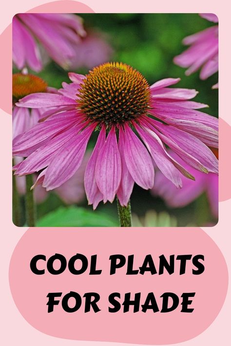 Bright pink coneflower with a prominent orange center against a blurred green background, above the text "Cool plants for shade." Best Perrenials For Partial Shade, Shaded Potted Plants, Shade Cut Flower Garden, Shade Wildflower Garden, Zone 5 Shade Perennials, Shade Loving Flowers Perennials, Shade Perennials That Bloom All Summer, Plants For Shade Outdoors, Corner Shade Garden