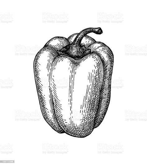 Kitchen Ideas, Tattoo Ideas, Bell Pepper Tattoo, Bell Pepper Illustration, Pepper Illustration, Pepper Tattoo, Ink Sketch, Bell Pepper, Stuffed Bell Peppers