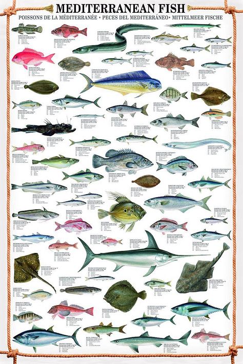 Surprise Poster, Mediterranean Fish, Fish Chart, Fish Poster, Animals Information, Wedding Photo Books, Animal Science, Beautiful Sea Creatures, Marine Fish