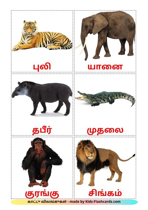 Jungle animals - 21 Free Printable tamil Flashcards Tamil Words, Learn Tamil, Animals Flashcards, Math Foldables, Animal Flashcards, Wild Animals Pictures, Amazing Art Painting, Jungle Animals, Wild Animals