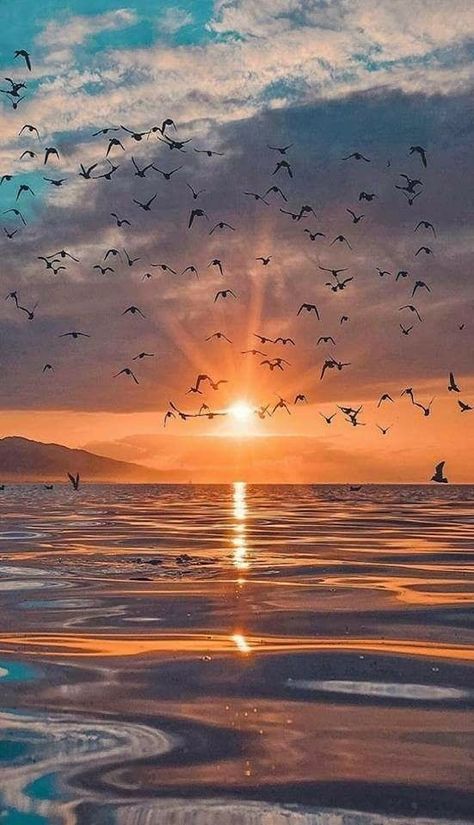 sunset in the sea with birds flying over it Sun, Nature, Nature Pictures