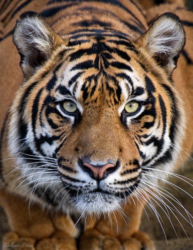 Tiger Fotografie, Tiger Photography, Crouching Tiger, Sumatran Tiger, Tiger Wallpaper, Tiger Love, Tiger Pictures, Tiger Illustration, Tiger Painting