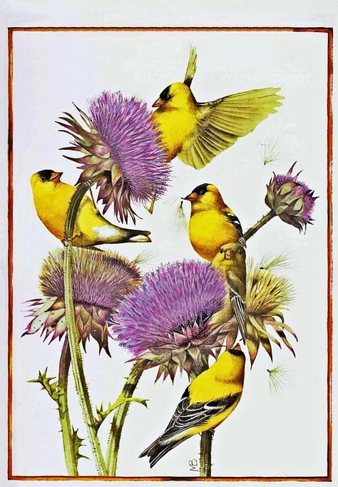 Art And Illustration, Nature Sketch, Marjolein Bastin, Nature Artists, Art Et Illustration, Dutch Artists, Watercolor Flower, Bird Illustration, Watercolor Bird