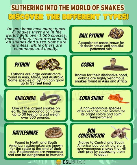 Types of Snakes: Snake Types and Their Characteristics Reptiles, Snakes, Snake Types, Types Of Snakes, Types Of Snake, Jenni Rivera, Pet Snake, Themed Activities, Zoo Animals