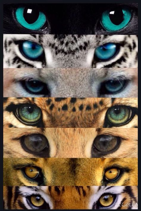 Drawing Faces, Cat Eyes, Drawing Tutorials, Cat Eye Drawing, Cat Eyes Drawing, Regard Animal, Eye Close Up, Eyes Drawing, Warrior Cats