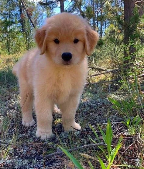 Cute Dog Pics, Cute Doggies, Chien Golden Retriever, Good Dogs, Dog And Puppy, Dog Waiting, Very Cute Puppies, 골든 리트리버, Cute Dogs Images