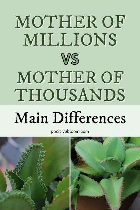 Read this thorough analysis of Mother of Millions vs Mother of Thousands, and finally be able to differentiate between these two types of succulents. Mother Of Millions Succulent, Mother Of Millions Plant, Mother Of Thousands Plant, Mother Of Thousands, Peperomia Plant, Alocasia Plant, Calathea Plant, Plant Benefits, Mary Mary