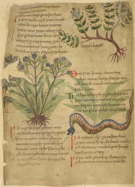 William Harvey, Chamomile Plant, Medieval England, Illustrated Manuscript, Identify Plant, Medieval Books, The British Library, Medieval Manuscript, Christ Church