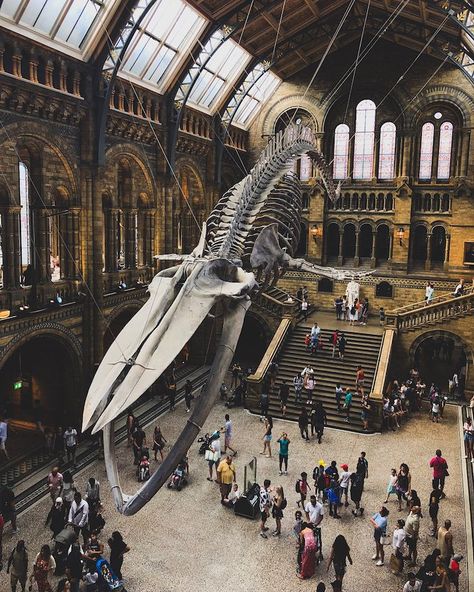 Museums In London, London Activities, Natural History Museum London, History Subject, Wallpaper Macbook, Funny Art History, London Guide, London Architecture, London History